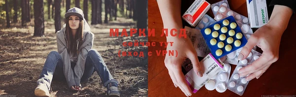 прущие грибы Верхний Тагил